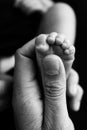 Close up baby feet in mother hands on a black background.Black and white photo. Royalty Free Stock Photo