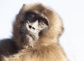 Close up of baby Gelada monkey against clear background