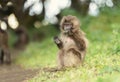 Close up of a baby Gelada monkey eating grass