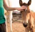 Close-up. The baby gently strokes the little foal. Summer portrait in warm colors. Friendship between man and horse Royalty Free Stock Photo