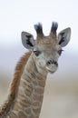 Close-up of baby giraffe, Etosha