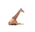 Baby giraffe sitting on the ground isolated on white background , clipping path Royalty Free Stock Photo