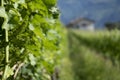 Close-up of baby grapes with blurred vineyards in background