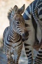 Close-up of baby Grevy zebra by mother Royalty Free Stock Photo