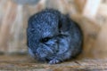 Close-up of baby grey chinchilla sitting on wooden shelf. Lovely and cute pet, background. Royalty Free Stock Photo