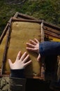 Close-up of baby hands on yellow honeycomb in background honey bees bee hives Royalty Free Stock Photo