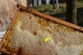 Close-up of baby hands on yellow honeycomb in background honey bees bee hives Royalty Free Stock Photo