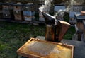 Close-up of baby hands on yellow honeycomb in background honey bees bee hives smoker Royalty Free Stock Photo