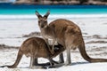 Close up of baby joey kangaroo feeding from mother on the beach beside the surf at Lucky Bay, Cape Le Grand National Park, Royalty Free Stock Photo