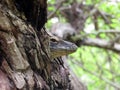 Baby Komodo Head Comes Out from The Tree Trunk Royalty Free Stock Photo