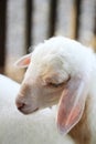Close up baby lamb face in farm, Sheep. Royalty Free Stock Photo