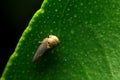 Close-up baby leafhoppers, planthoppers