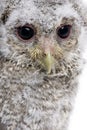 Close-up of Baby Little Owl, 4 weeks old Royalty Free Stock Photo