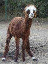 Close up of baby llama - brown cute fluffy hair