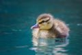 Close up baby mallerd duckling with fluffy feathers floats in blue pool