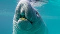 Close-up of Baby Manatee Breathing Air at Surface