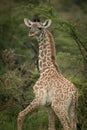 Close-up of baby Masai giraffe looking back Royalty Free Stock Photo