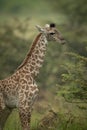 Close-up of baby Masai giraffe near bush Royalty Free Stock Photo