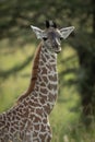 Close-up of baby Masai giraffe near trees Royalty Free Stock Photo