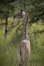 Close-up of baby Masai giraffe turning head Royalty Free Stock Photo