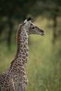 Close-up of baby Masai giraffe watching camera