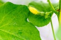 Close up Baby melon with female melon flower.