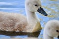 Close up of a baby mute swans swimming in a lake Royalty Free Stock Photo
