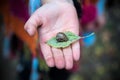 Close-up baby palm with green leaf and snail