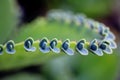 Close up of baby plantlets on mother of thousands Kalanchoe daigremontiana succulent