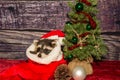 Baby Raccoon hiding in a Christmas stocking Royalty Free Stock Photo