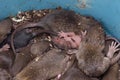 Close-up of a baby rat belly up with its manus raised. Dirty rat nest inside a garbage can. Rodent infestation. Pest control.