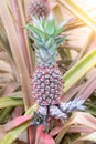 Close up baby red pineapple plant Royalty Free Stock Photo