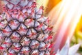 Close up baby red pineapple plant Royalty Free Stock Photo