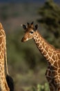 Close-up of baby reticulated giraffe behind another