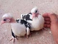 A close up baby's of pigeons