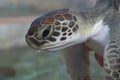 Close up of a baby seaturtle Royalty Free Stock Photo