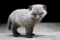 Baby silver fox Royalty Free Stock Photo