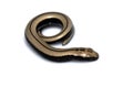 Close up of a baby slow worm snake isolated on a white background Royalty Free Stock Photo
