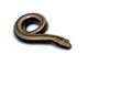 Close up of a baby slow worm snake isolated on a white background Royalty Free Stock Photo