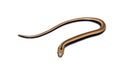 Close up of a baby slow worm snake isolated on a white background Royalty Free Stock Photo