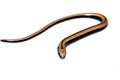 Close up of a baby slow worm snake isolated on a white background Royalty Free Stock Photo