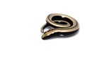 Close up of a baby slow worm snake isolated on a white background Royalty Free Stock Photo