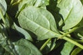 close up of baby spinach leaves Royalty Free Stock Photo