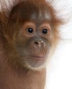 Close-up of baby Sumatran Orangutan Royalty Free Stock Photo