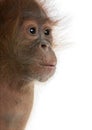Close-up of baby Sumatran Orangutan Royalty Free Stock Photo