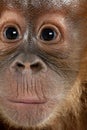 Close-up of baby Sumatran Orangutan