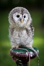 Close up of a baby Tawny Owl Royalty Free Stock Photo