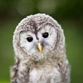 Close up of a baby Tawny Owl Royalty Free Stock Photo