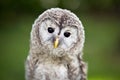 Close up of a baby Tawny Owl Royalty Free Stock Photo