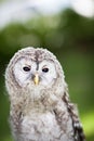 Close up of a baby Tawny Owl Royalty Free Stock Photo